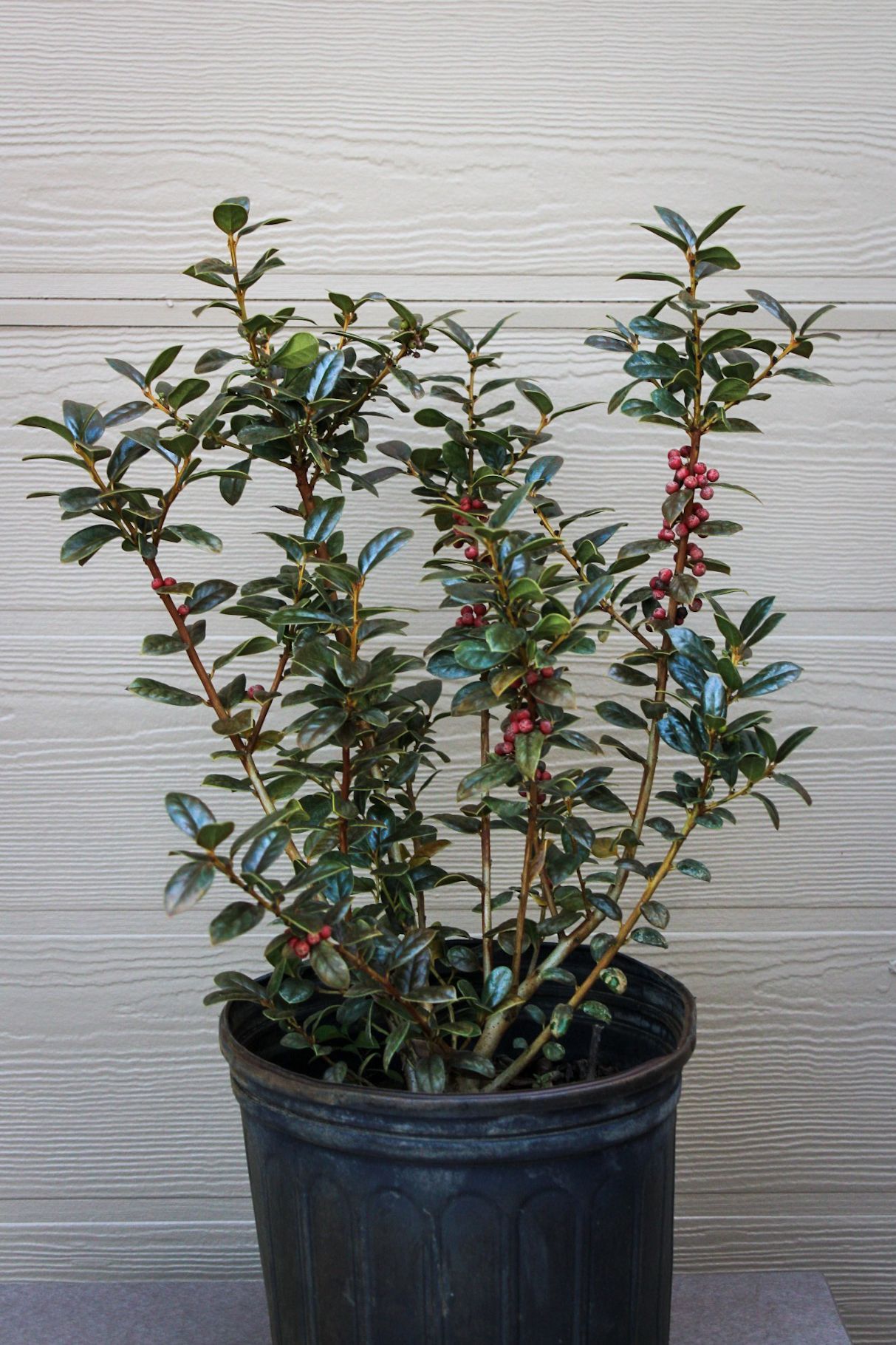 Burfordii Holly