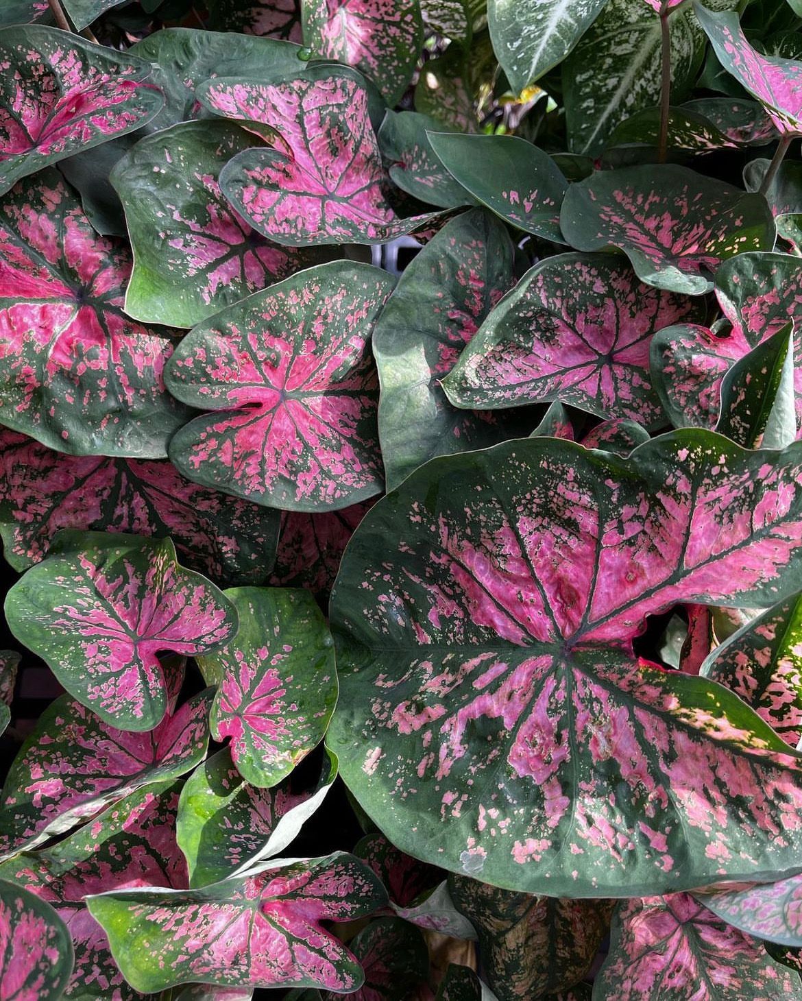 Caladium