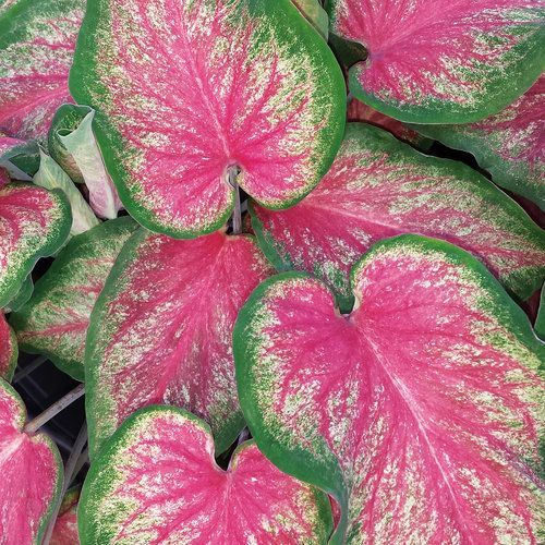 Caladium Tickle Me Pink