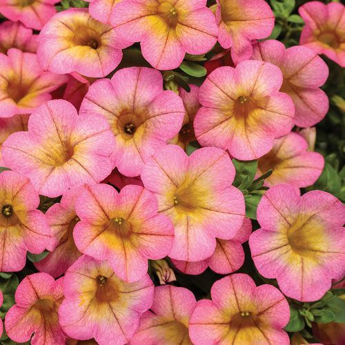 Calibrachoa Superbells Honey Berry