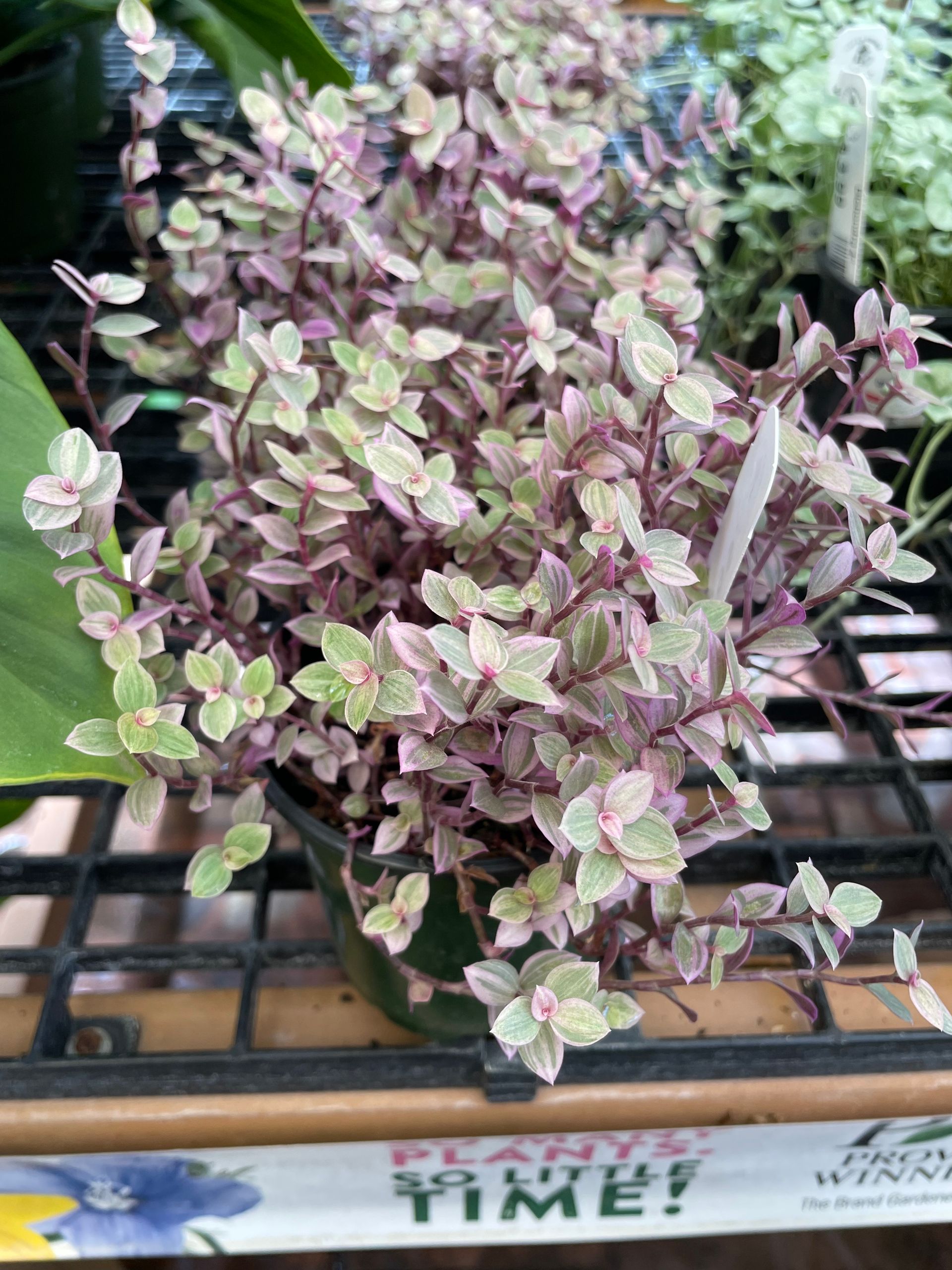 Callisia Creeping Inchplant Turtle Vine