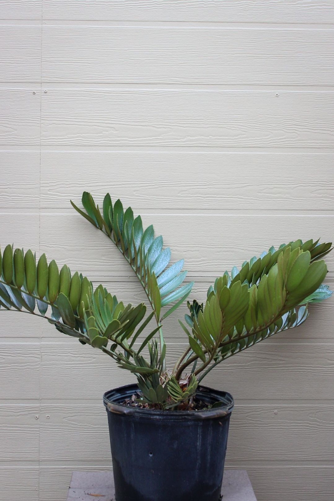 Cardboard Plant