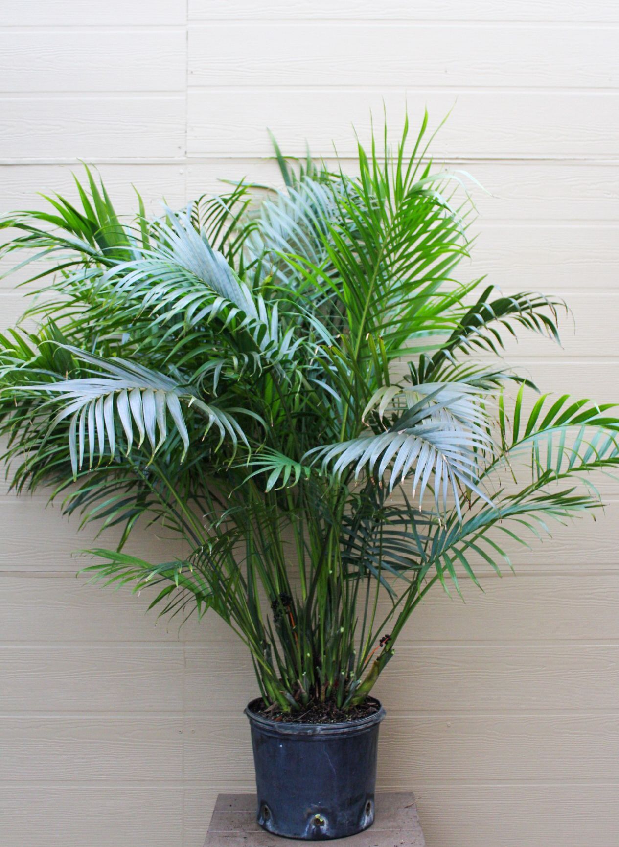 Chamadorea Palm