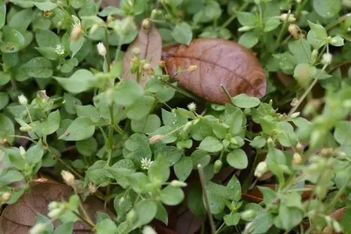 Chickweed