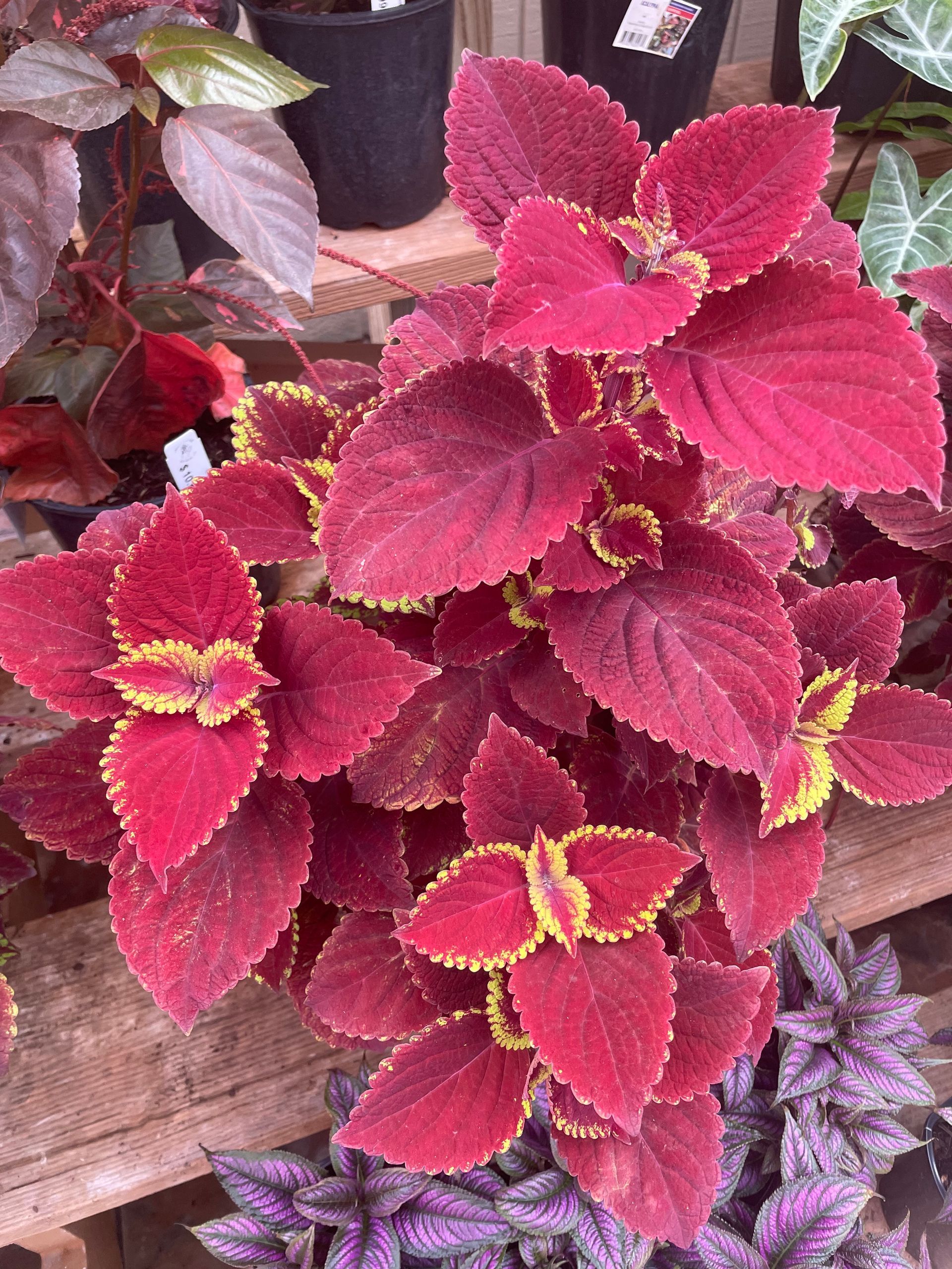 Coleus