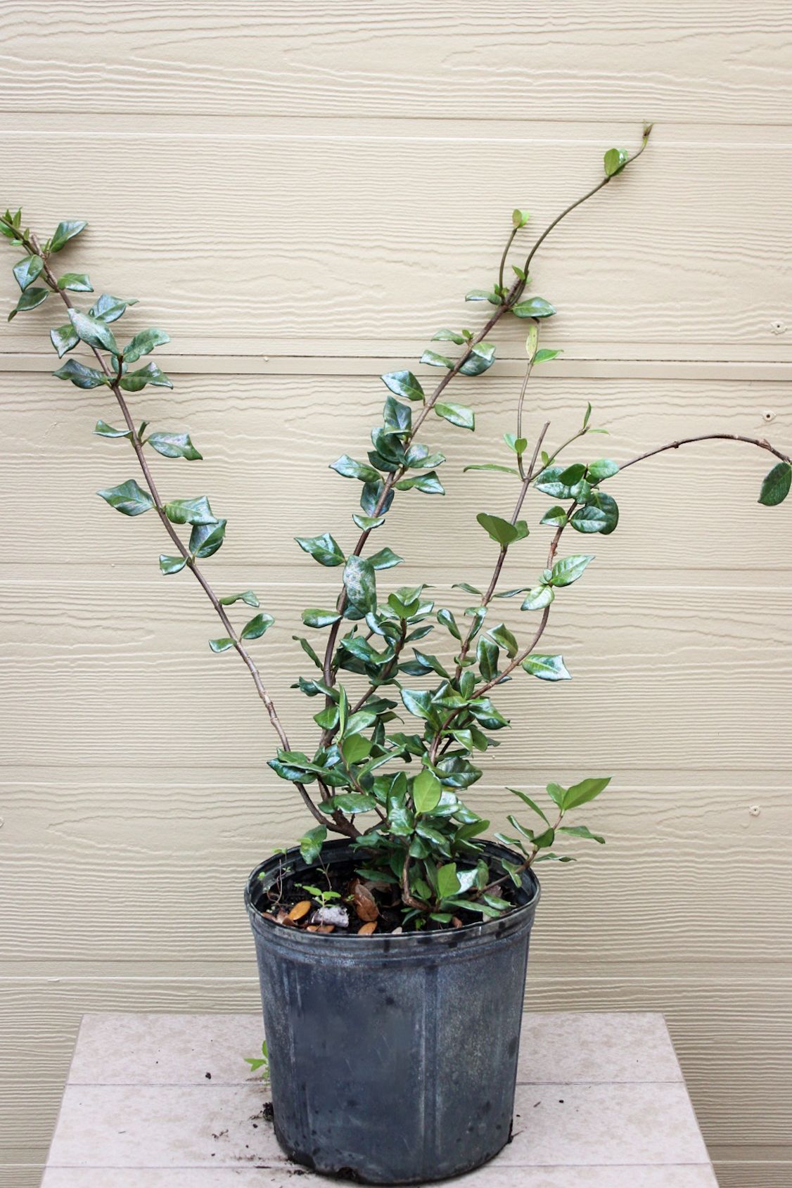 Confederate Jasmine