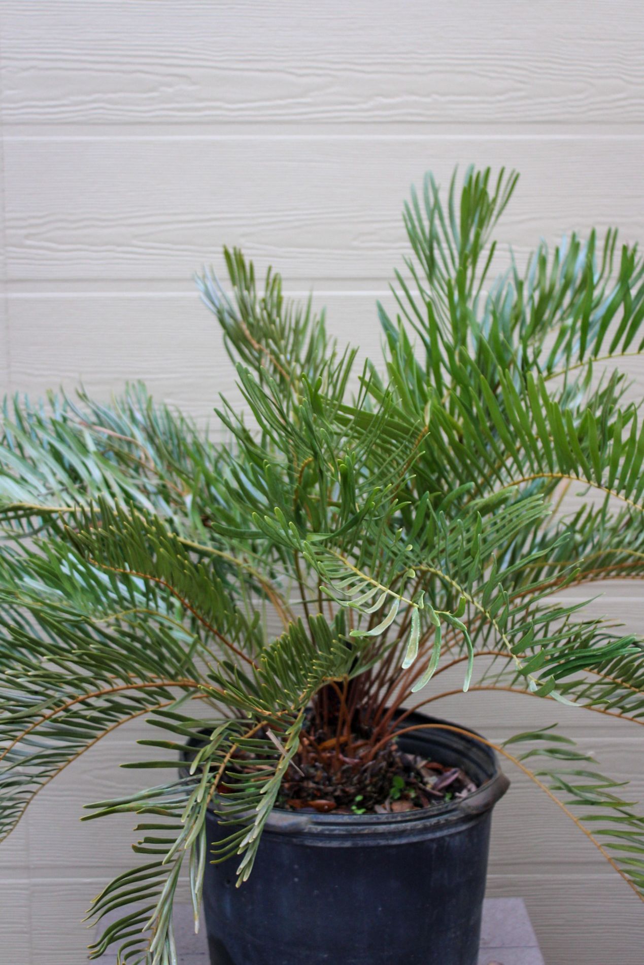 Coontie Palm