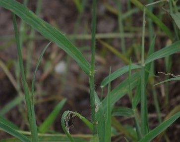 Crabgrass