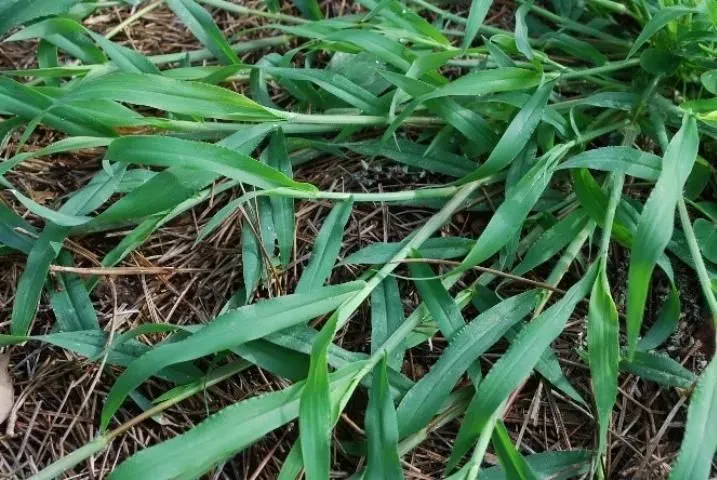 Crabgrass