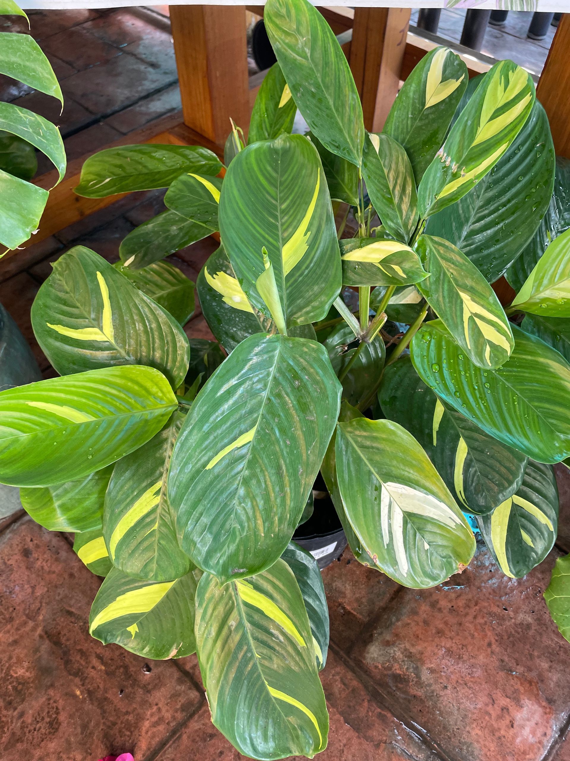 Ctenanthe Lubbersiana Never Never Plant Prayer Plant