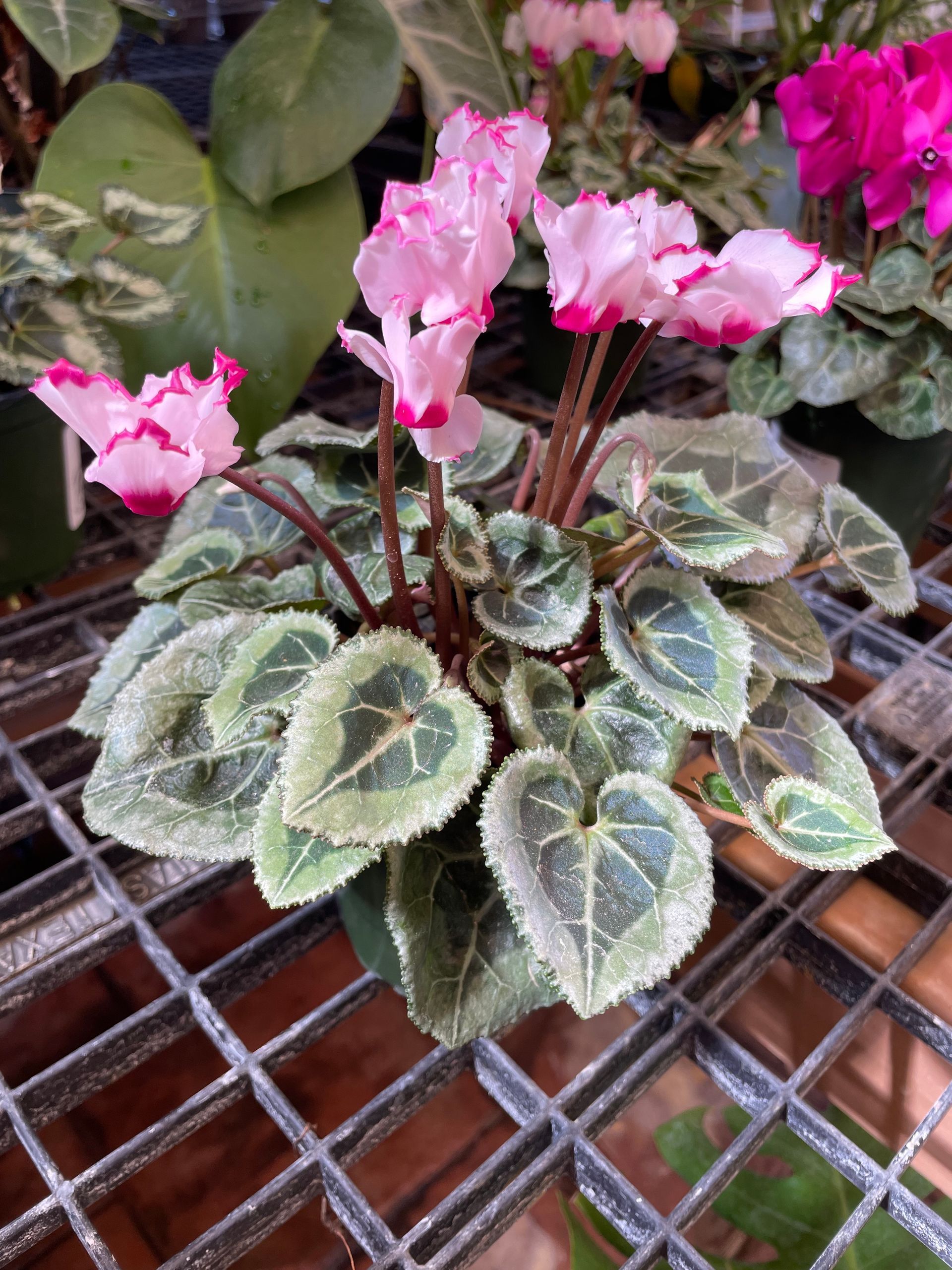 Cyclamen