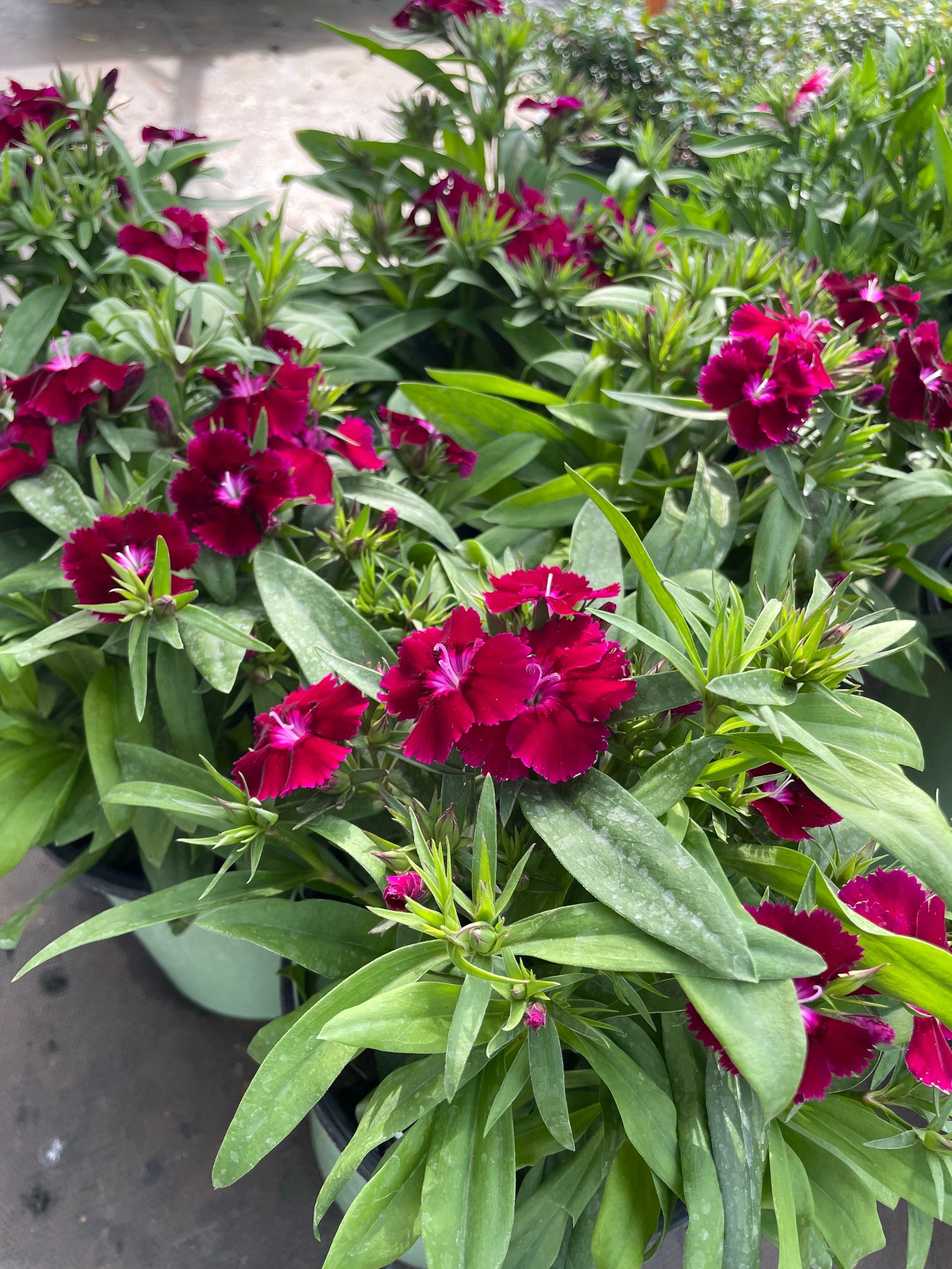 Dianthus