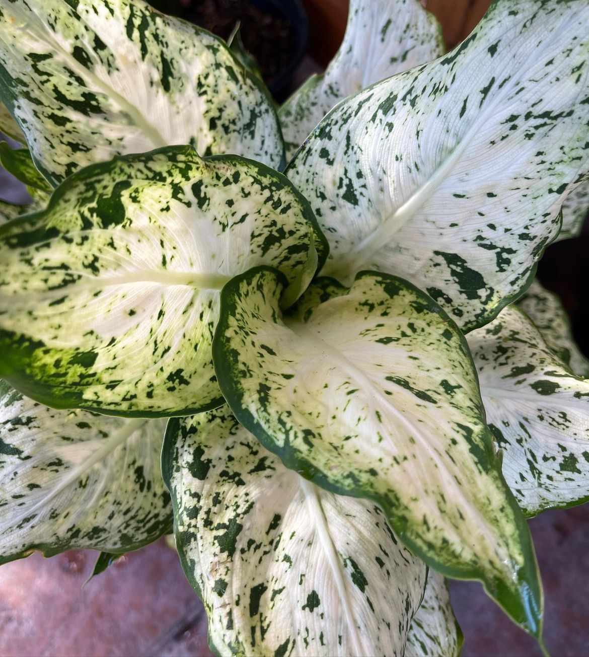 Dieffenbachia