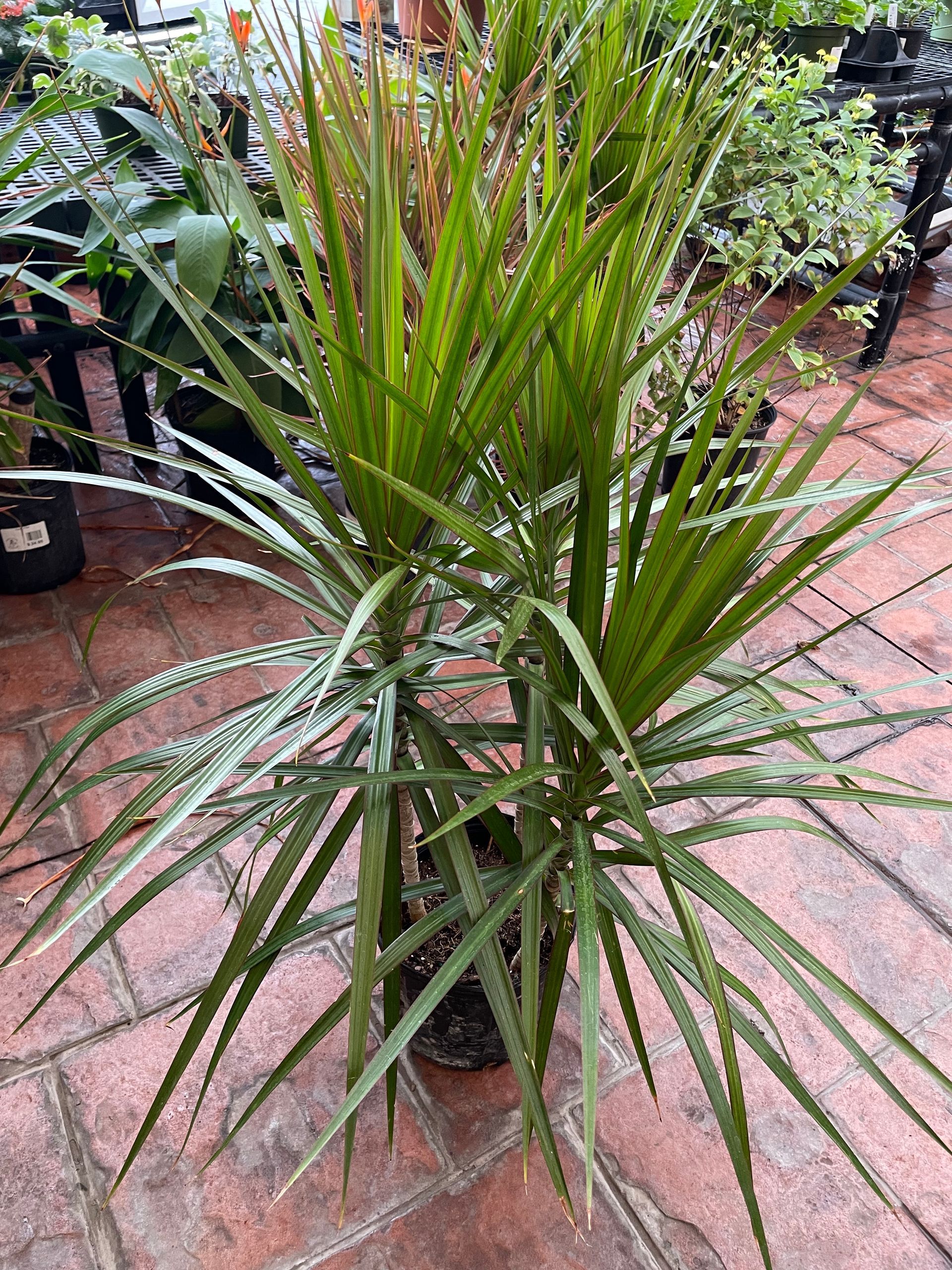 Dracaena Marginata