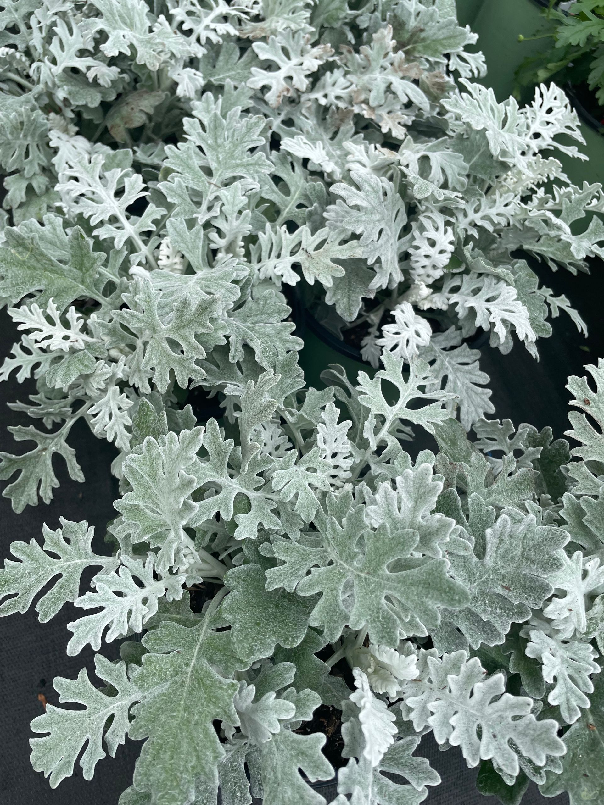 Dusty Miller