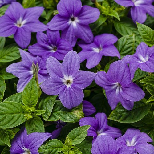 Browallia Endless Illumination