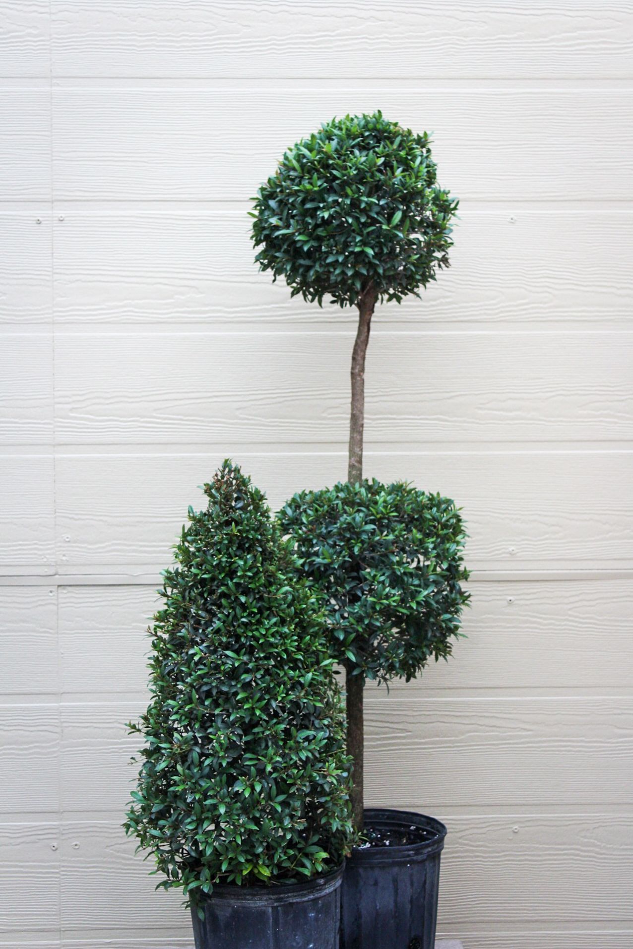 Eugenia Topiaries