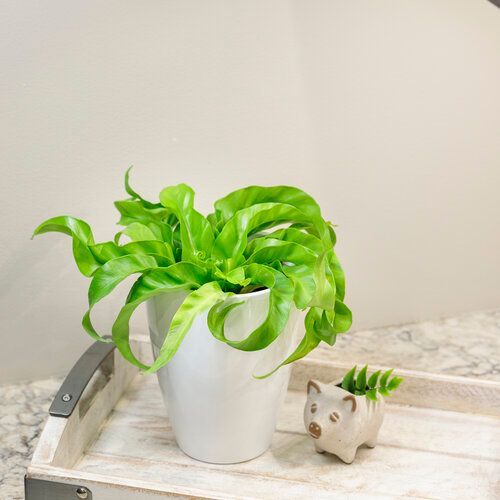 Fern Living Lace Hurrican