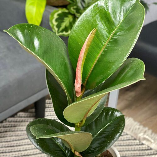 Ficus Elastica Chroma Chloe Rubber Plant