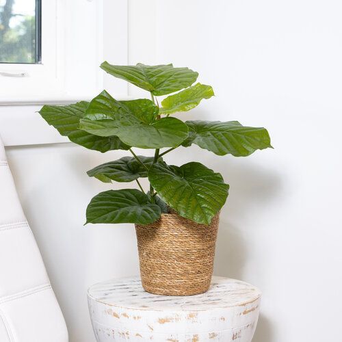 Ficus Umbellata Lily Pads Umbrella Fig Tree