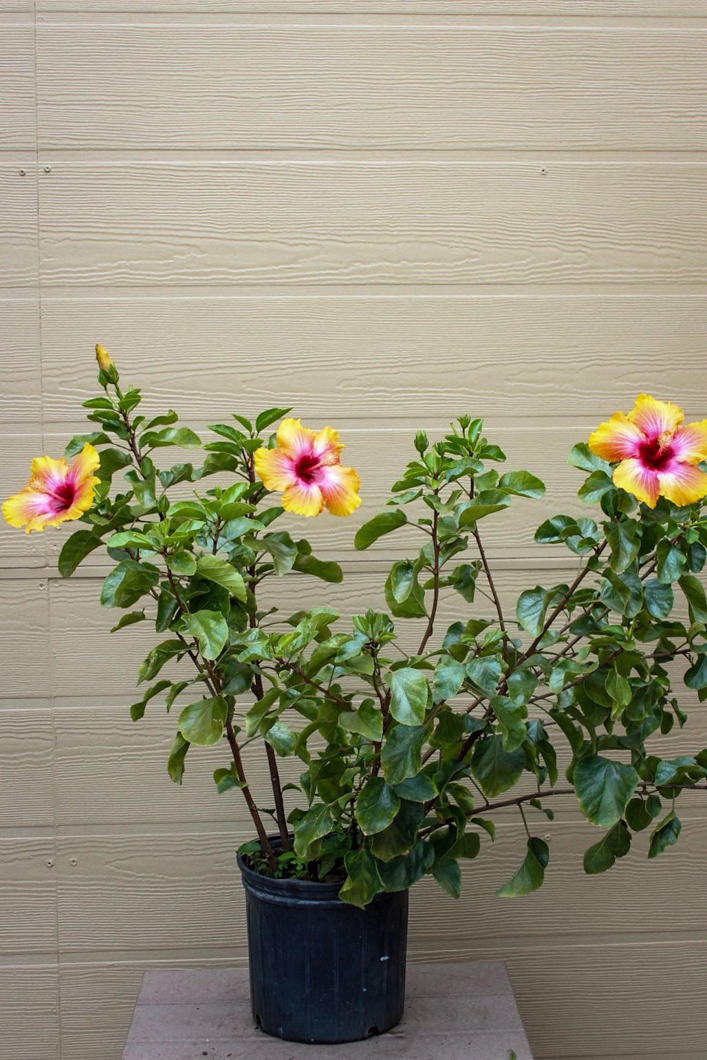 Hibiscus Fiesta