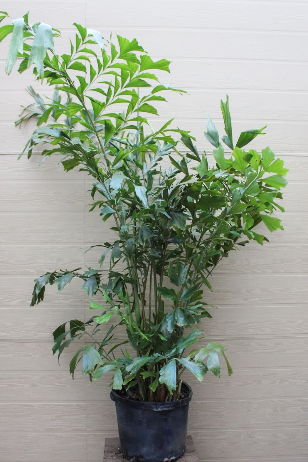 Fishtail Palm