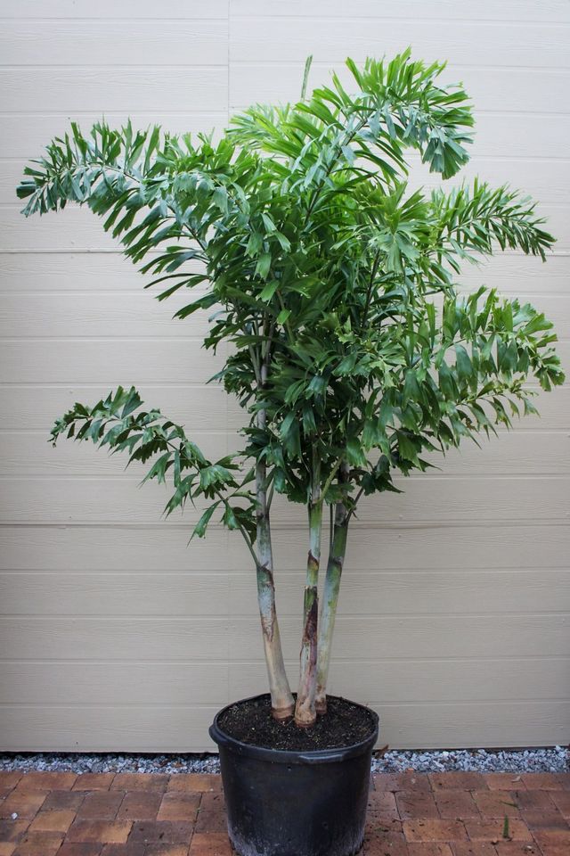 How to Care For Your Palms