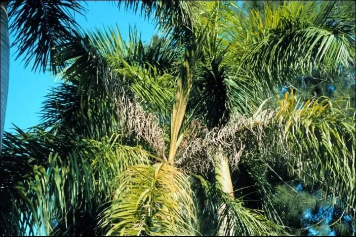 Frizzling palm