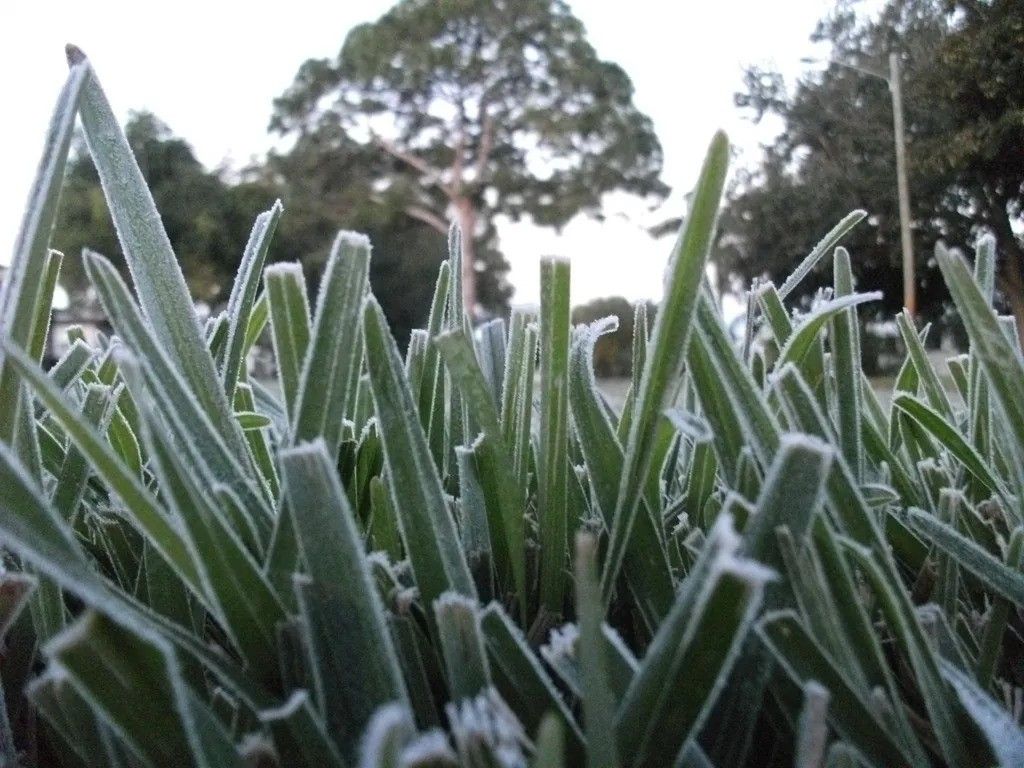 Frost on St. Augustine Grass