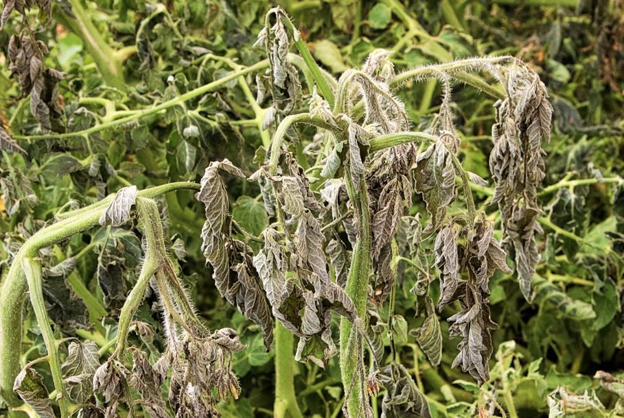 Frost damage on tomato plant