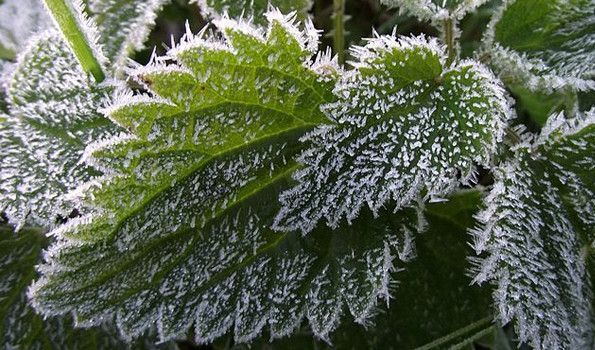 Frost on Plants