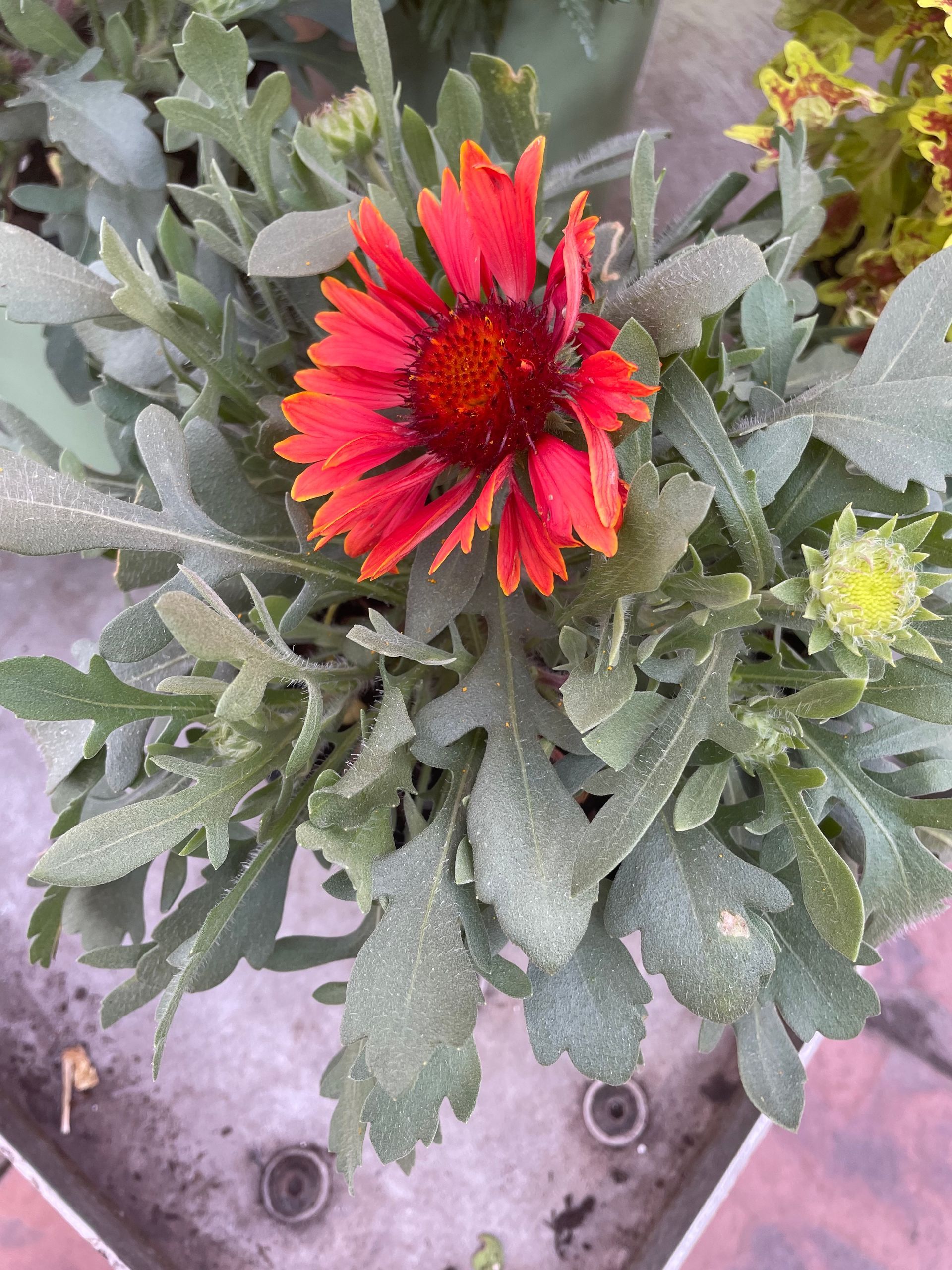 Gaillardia