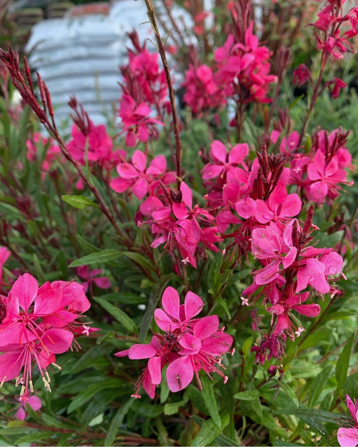 Gaura