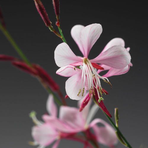 Gaura