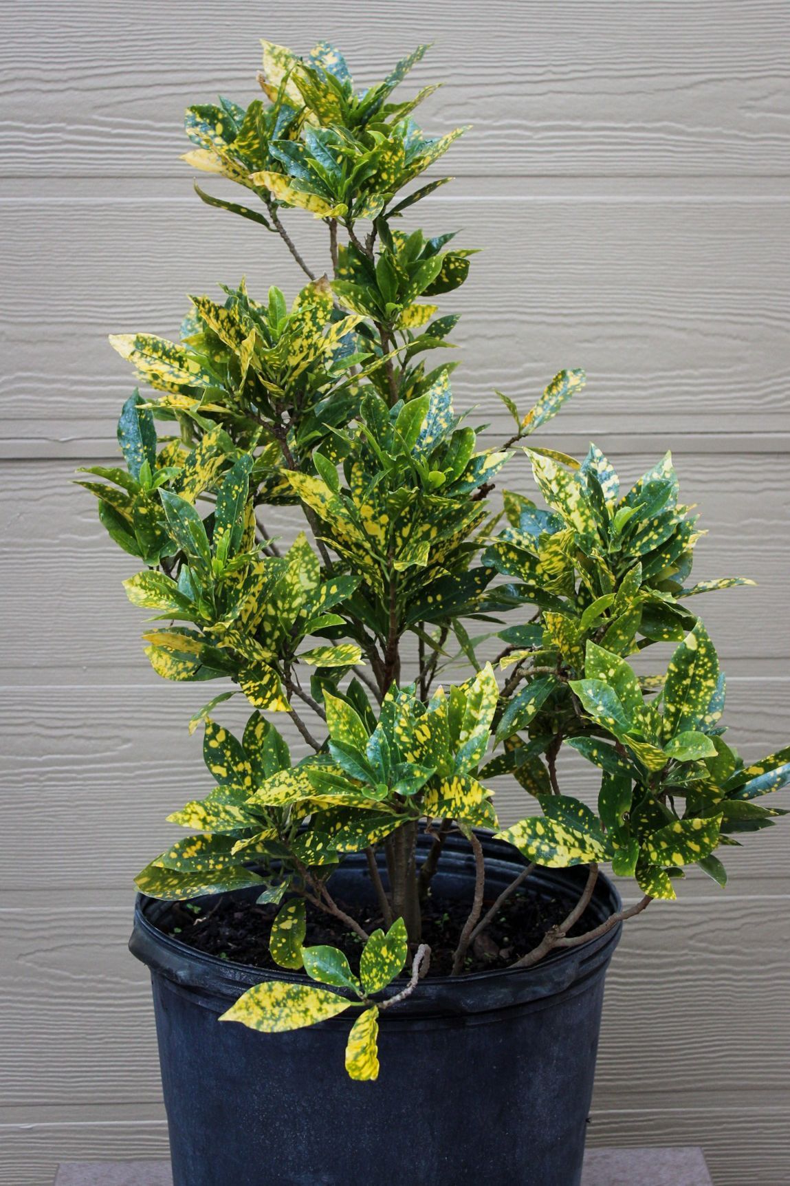 Gold Dust Croton