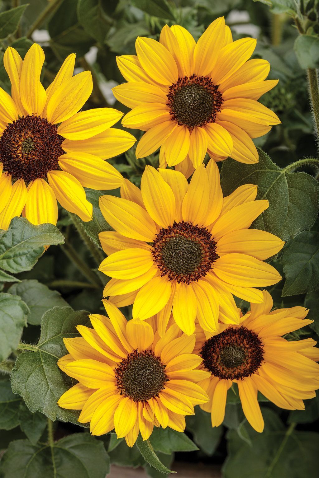 Suncredible Sunflower