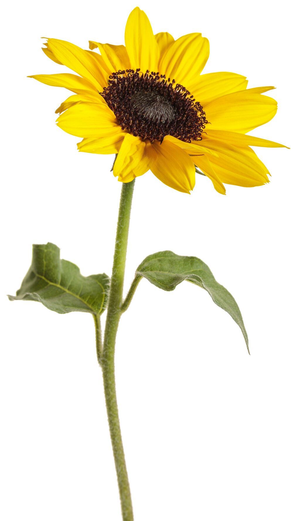 Suncredible Sunflower Cut Flower