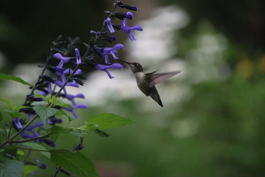 Rockin' Salvia Hummingbird
