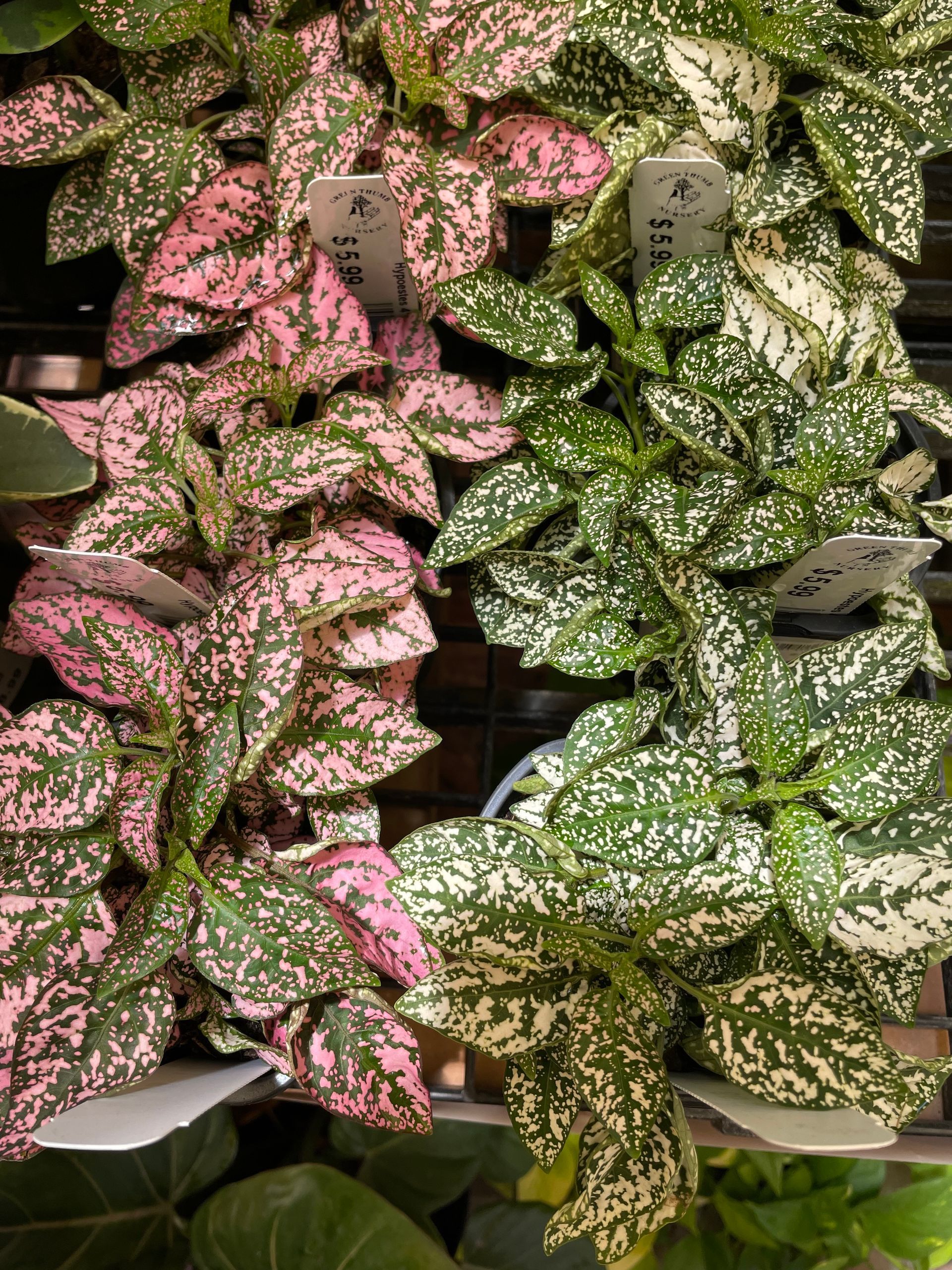 Hypoestes Polka Dot Plant