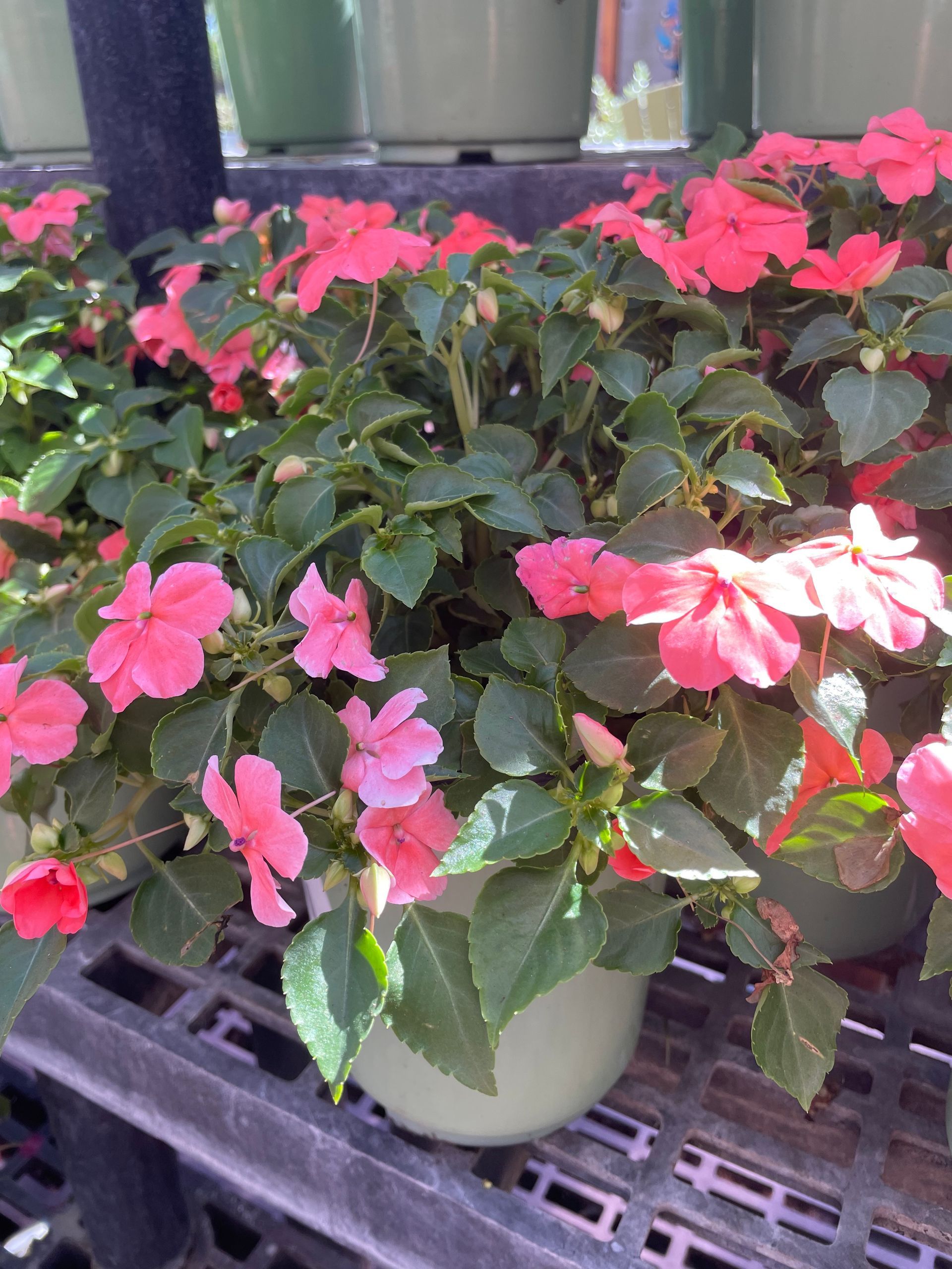 Impatiens