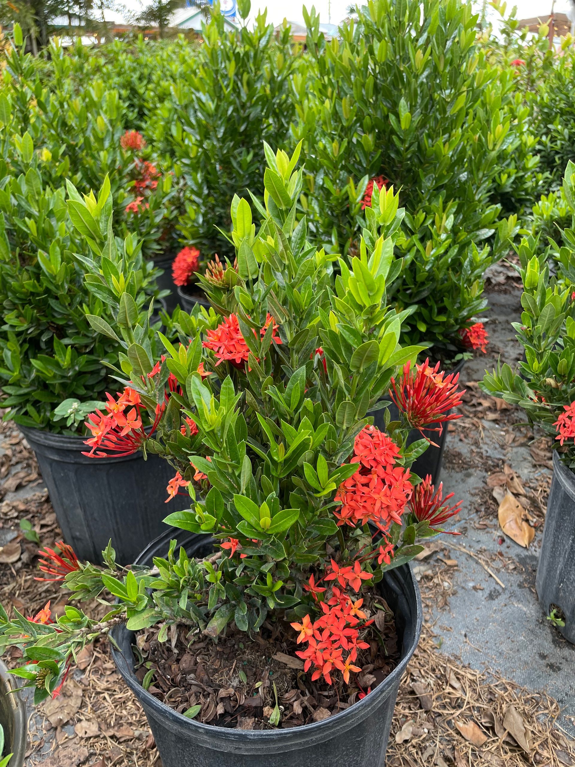 Petite Ixora