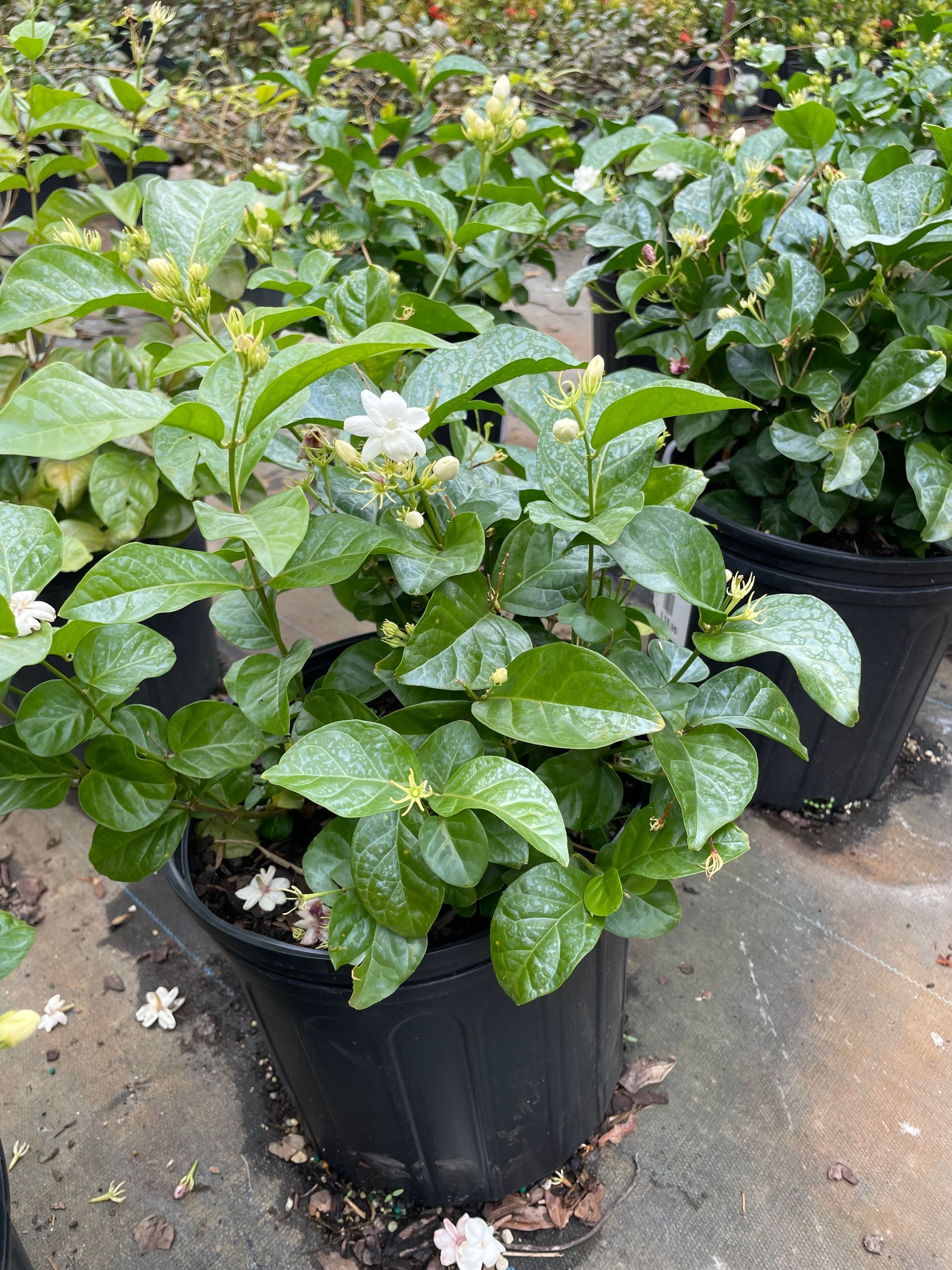 Sambac Arabian Jasmie