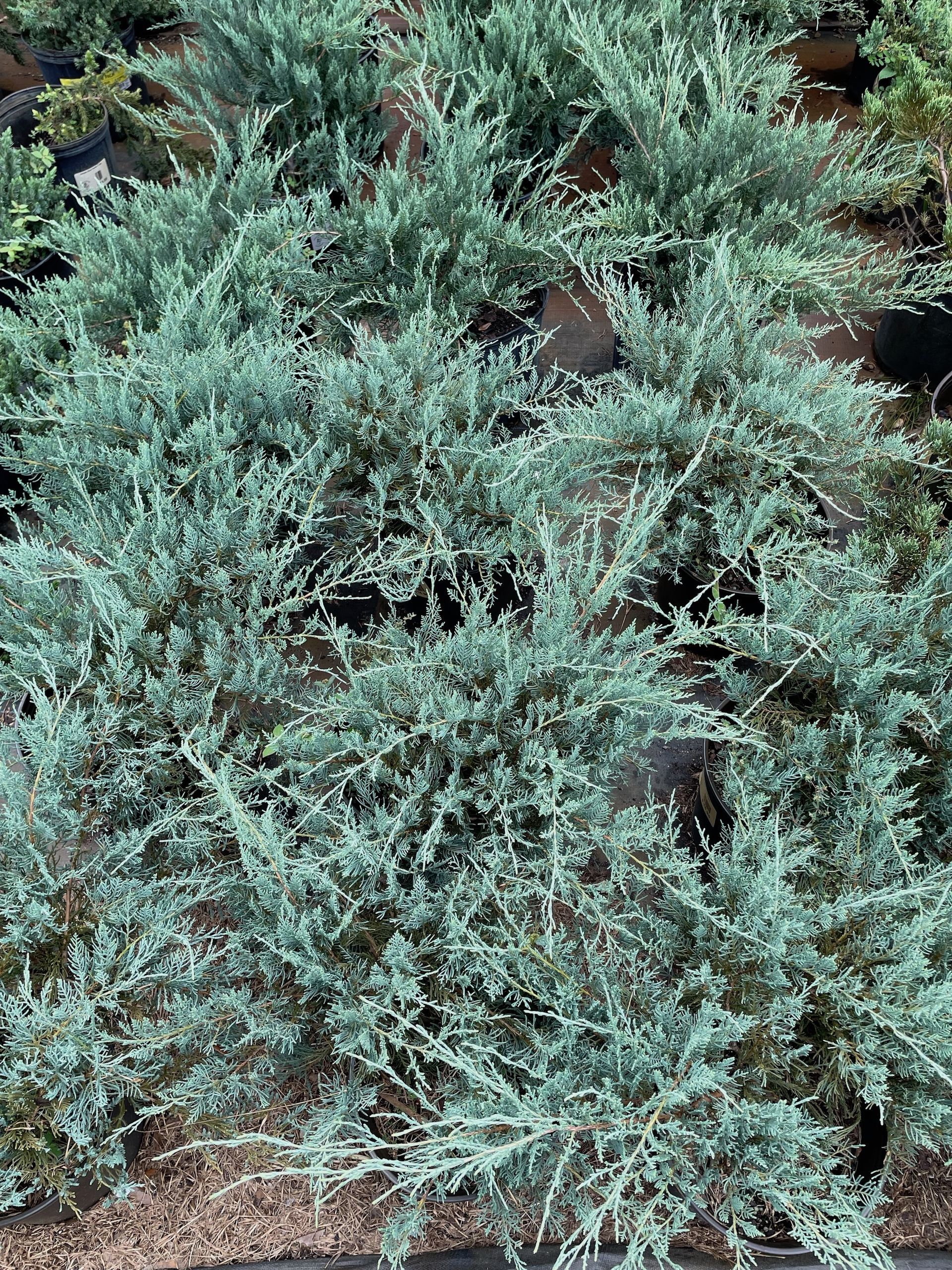 Grey Owl Juniper