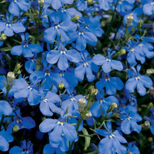 Laguna Dark Blue Lobelia