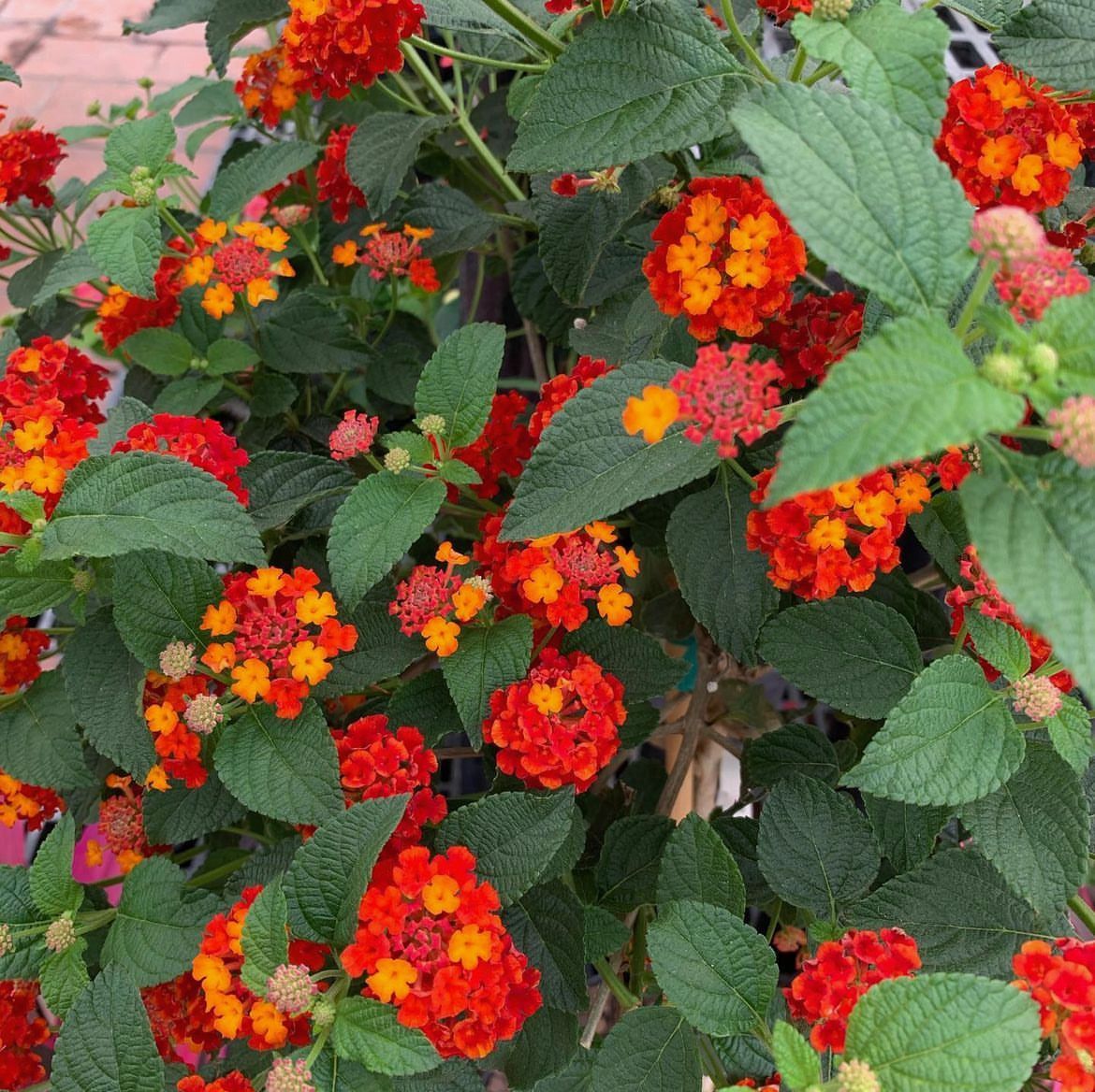 Lantana