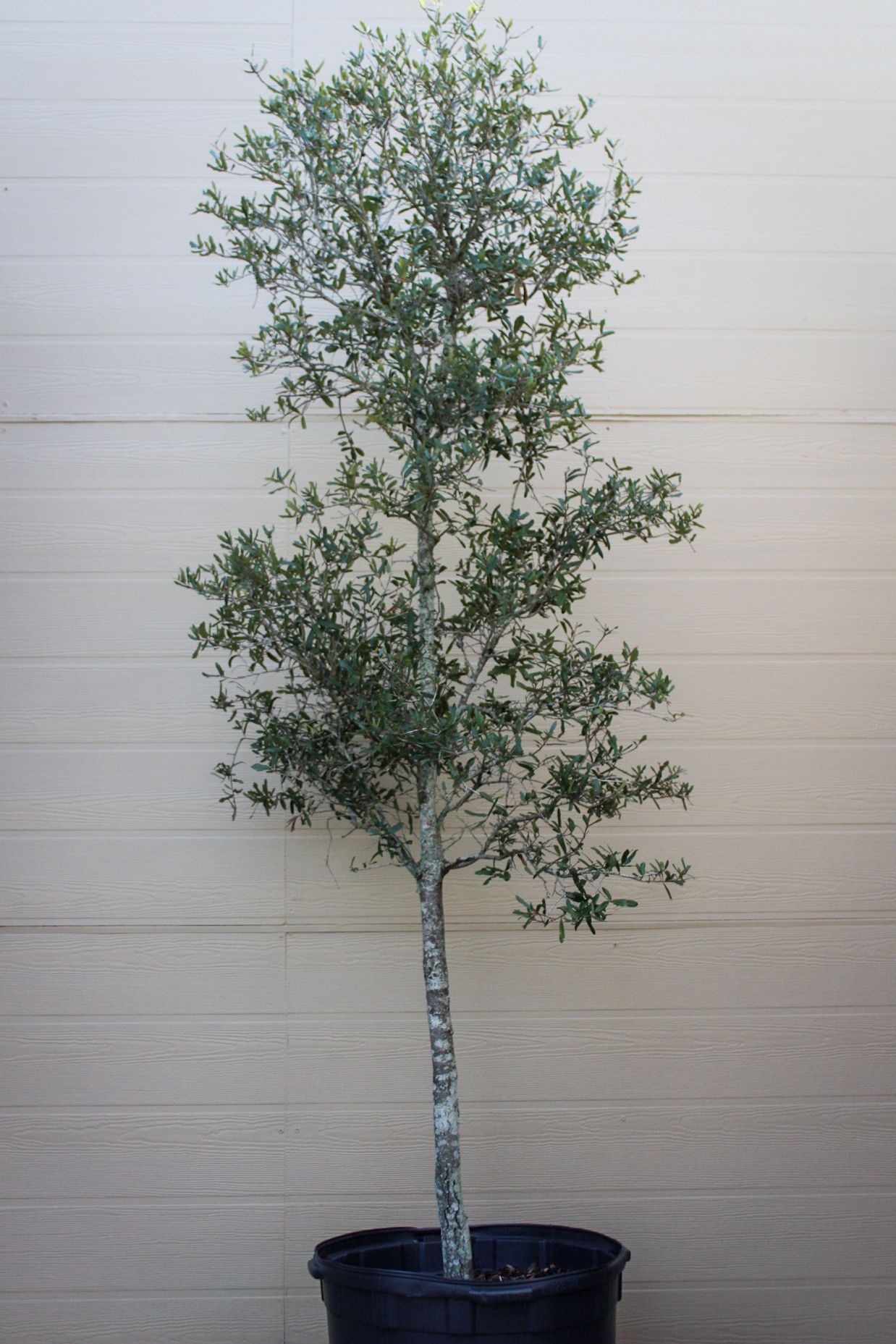 Laurel Oak
