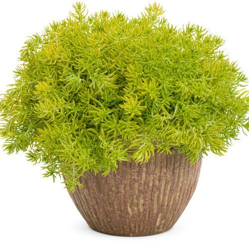 Lemon Coral Sedum Pot