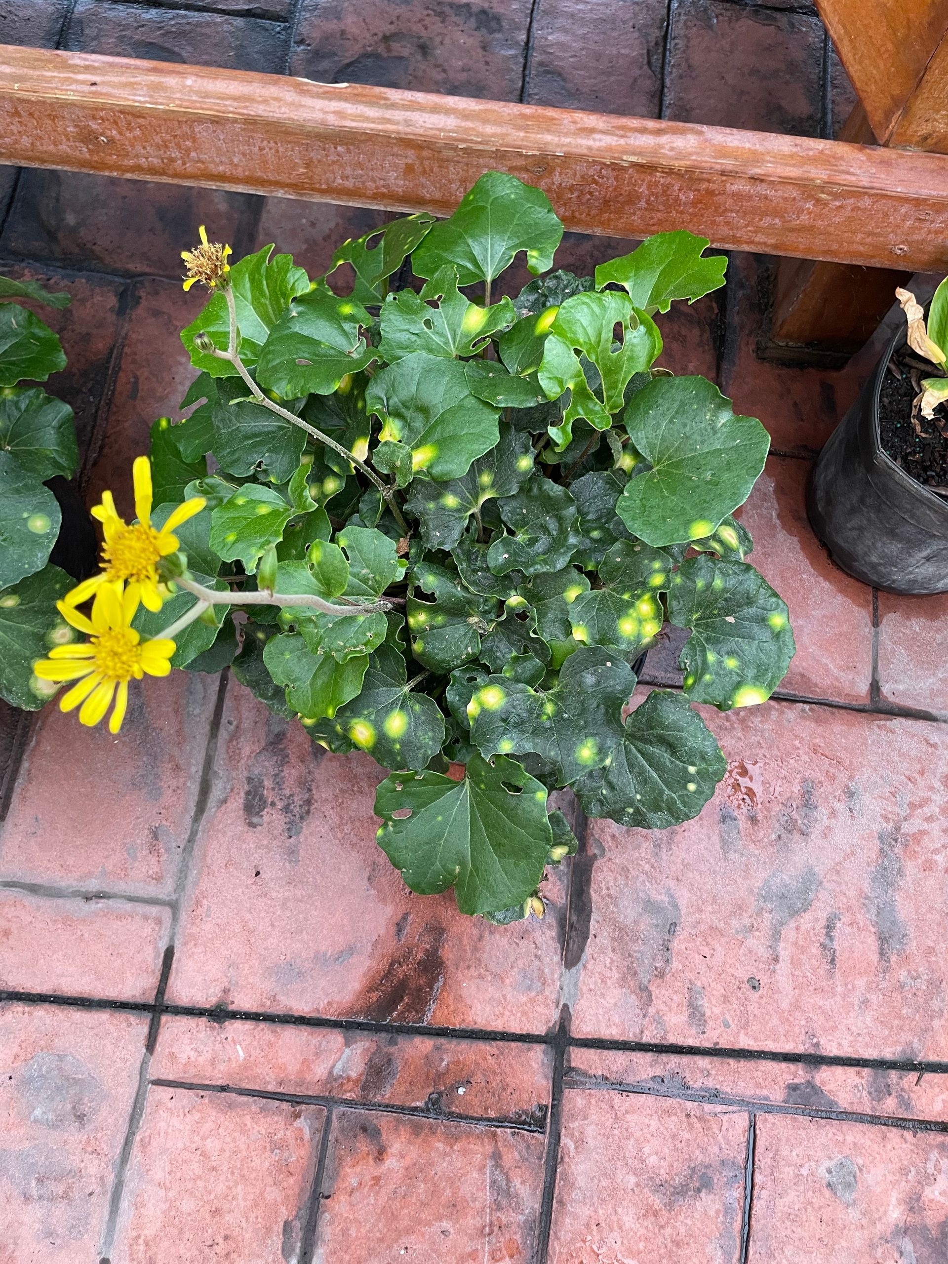 Leopard Plant