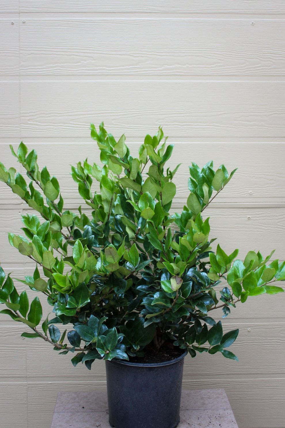 Ligustrum
