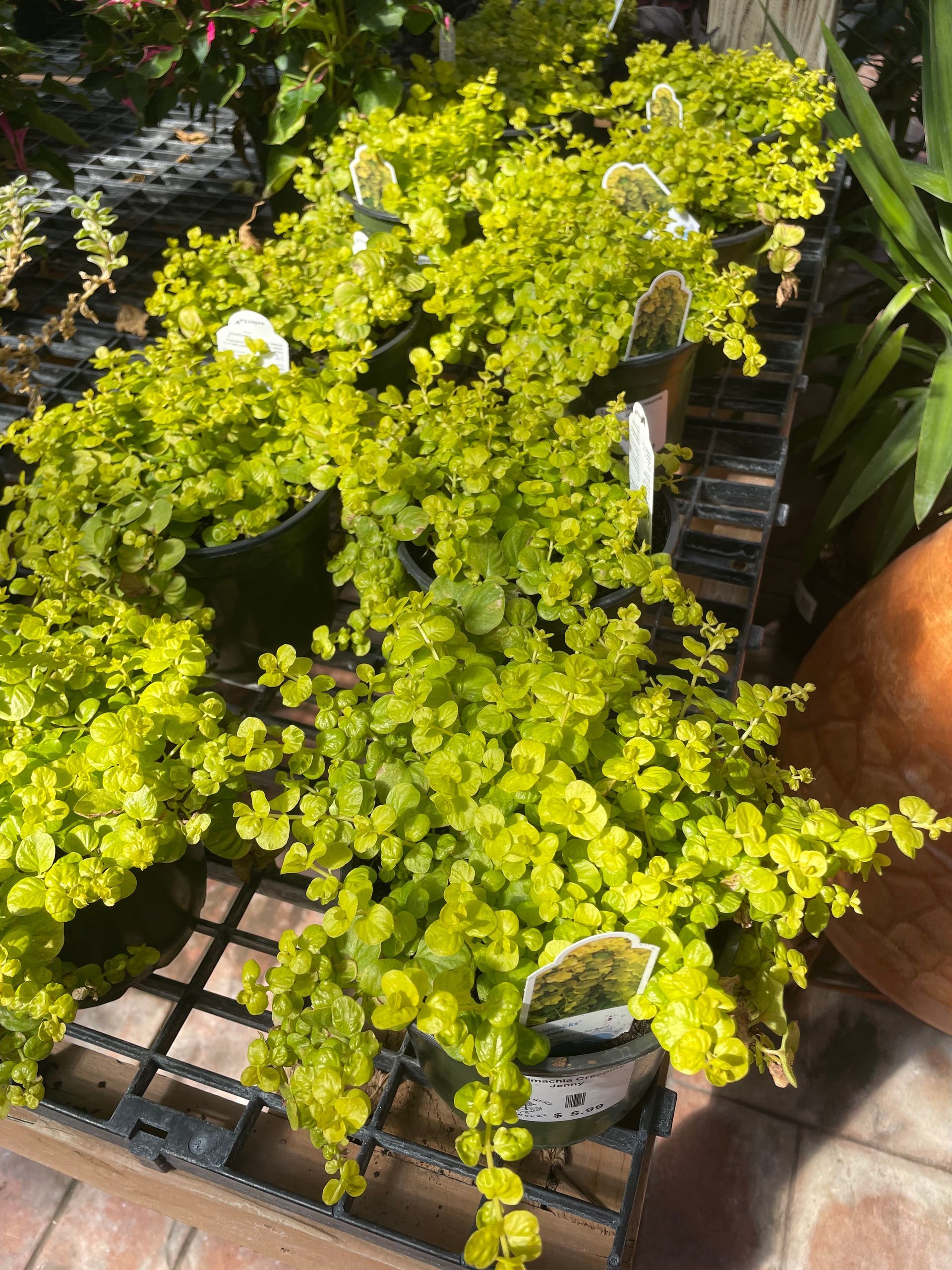 Lysimachia Creeping Jenny